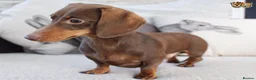 Miniature Dachshund dogs for stud: MASTER DUKE 🐶 miniature dashshund for stud in Wisbech - Advert 1