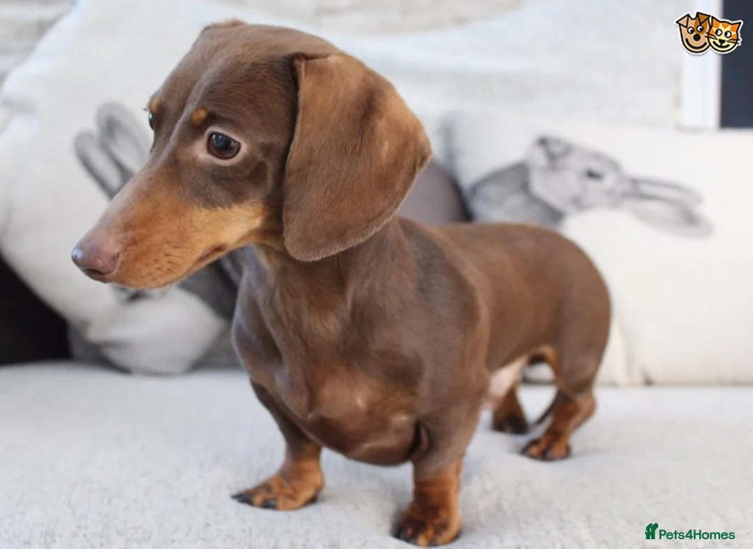 Miniature Dachshund dogs for stud: MASTER DUKE 🐶 miniature dashshund for stud in Wisbech - Advert 1
