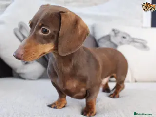 Miniature Dachshund dogs MASTER DUKE 🐶 miniature dashshund for stud in Wisbech - Advert 2