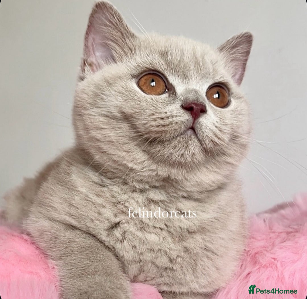 British Shorthair cats for sale: Show quality lilac British shorthair Tica🏆 - Image 1
