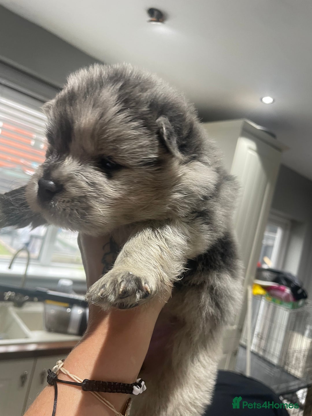 Chow Chow dogs for sale: Chow chow pups - Image 19