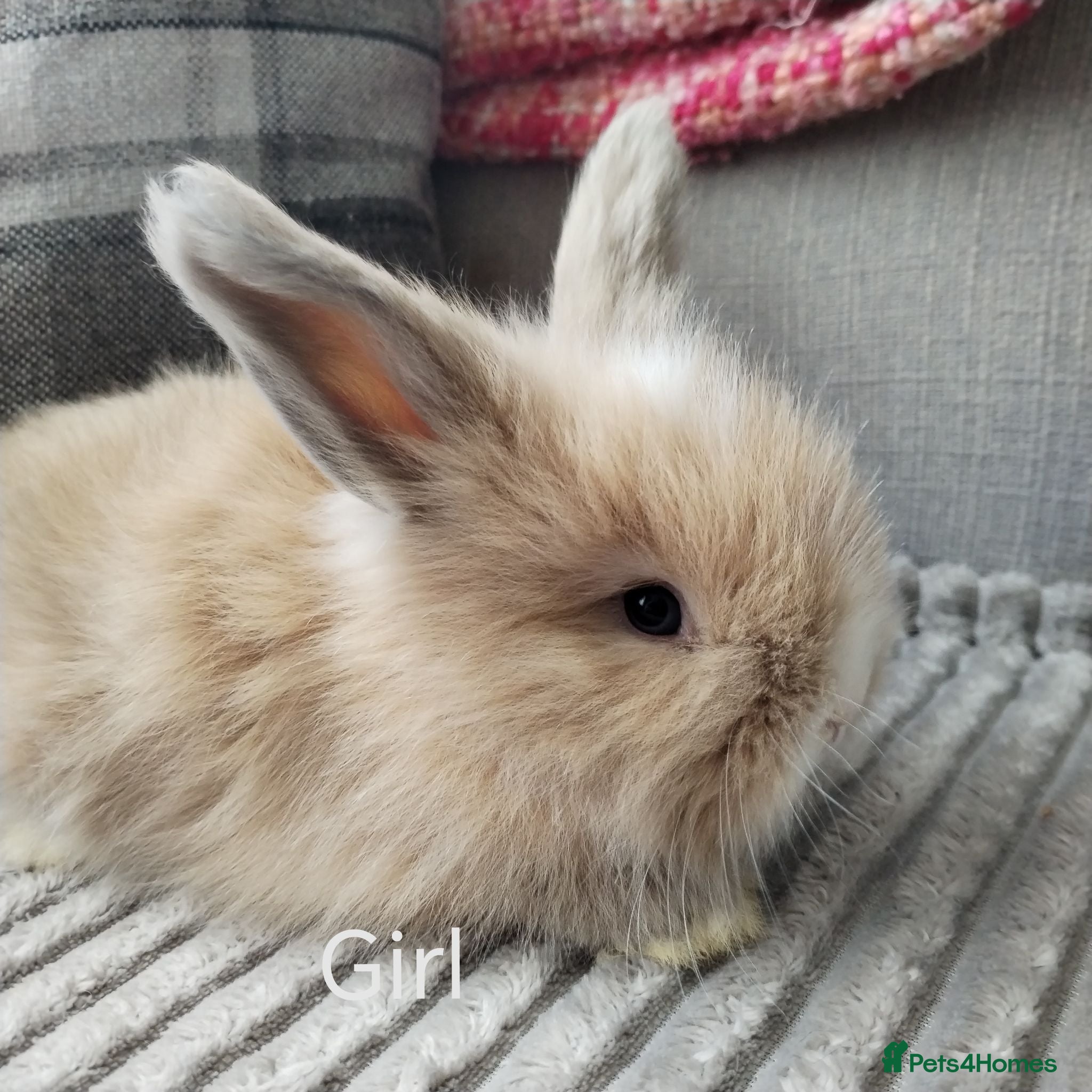 Angora rabbits English Angora Full Faced - Advert 18