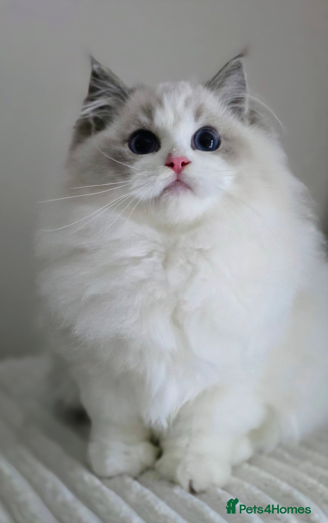 Ragdoll cats for sale: Stunning Pedigree Ragdoll Kittens ✨️Ready✨️ - Advert 5