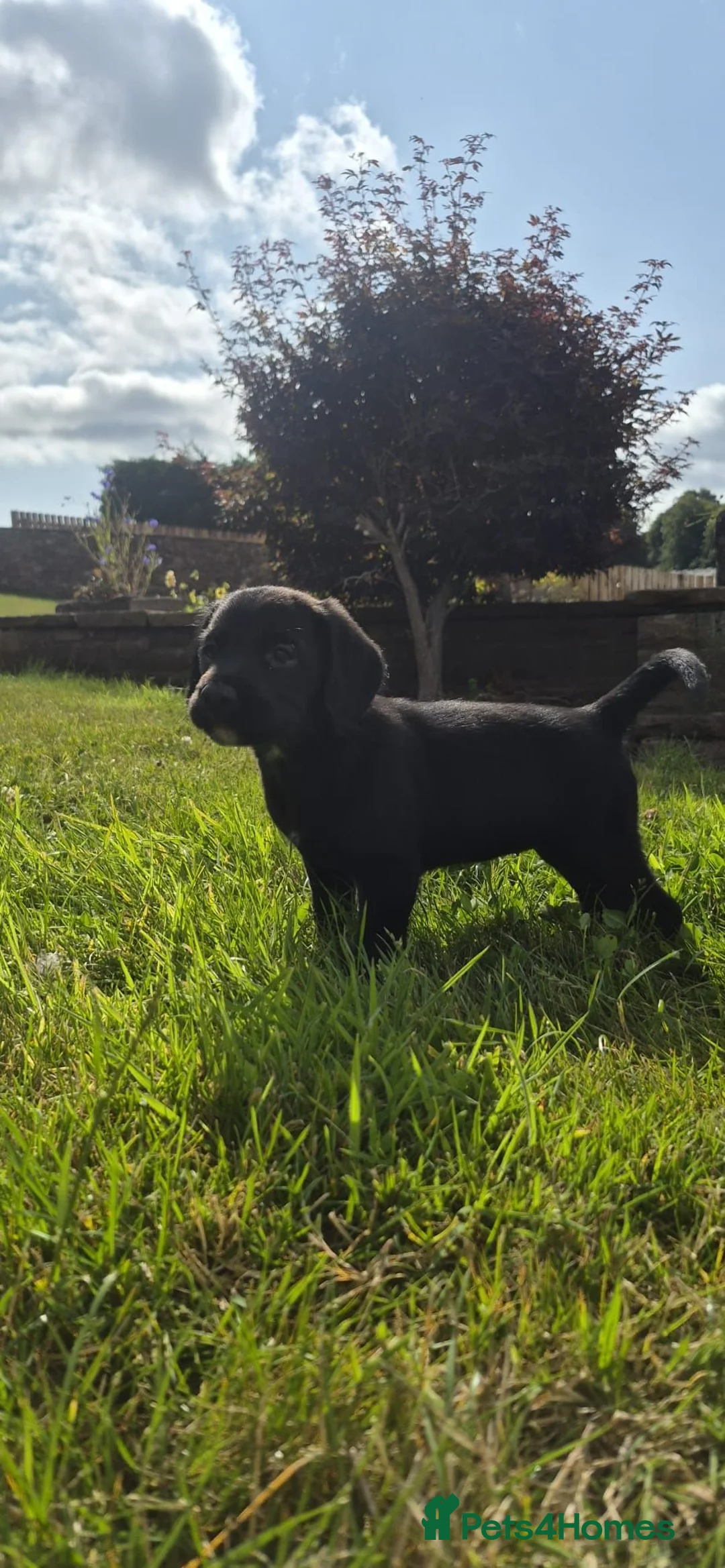 Cockerdor dogs for sale: Stunning cockerdor puppies  - Advert 7