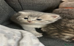 British Shorthair cats for sale: British Shorthair kittens  - Image 8