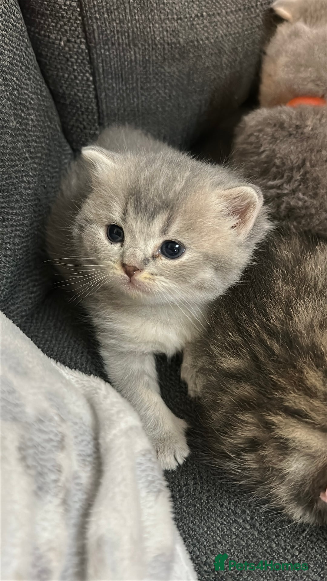 British Shorthair cats for sale: British Shorthair kittens  - Image 8