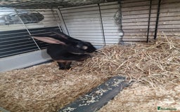 Belgian Hares rabbits for sale: Beautiful Belgian hare needing a new home  - Image 5