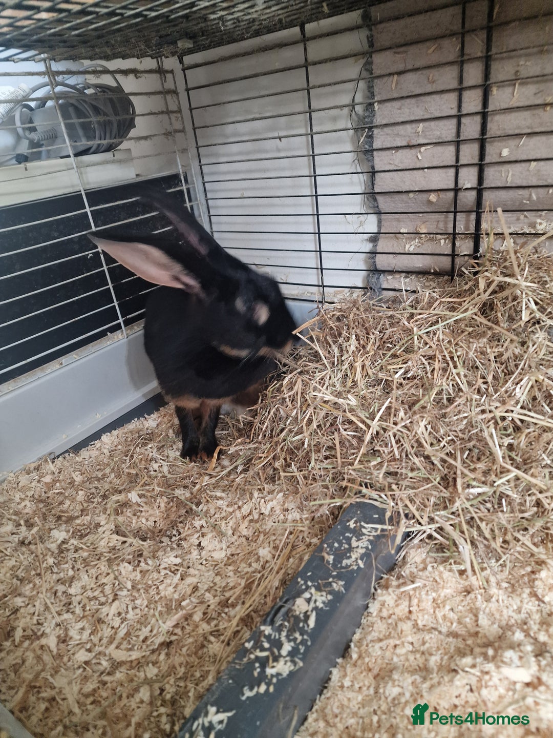 Belgian Hares rabbits for sale: Beautiful Belgian hare needing a new home  - Image 5