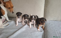 Jack Russell dogs for sale: Beautiful little Jack Girls  - Image 1