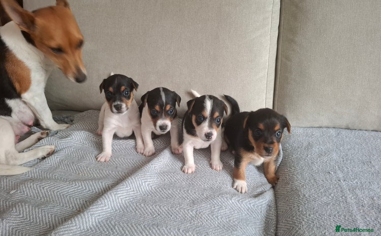 Jack Russell dogs - Advert 2