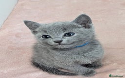 Russian Blue cats for sale: TICA Registered Affectionate Kittens - Image 5