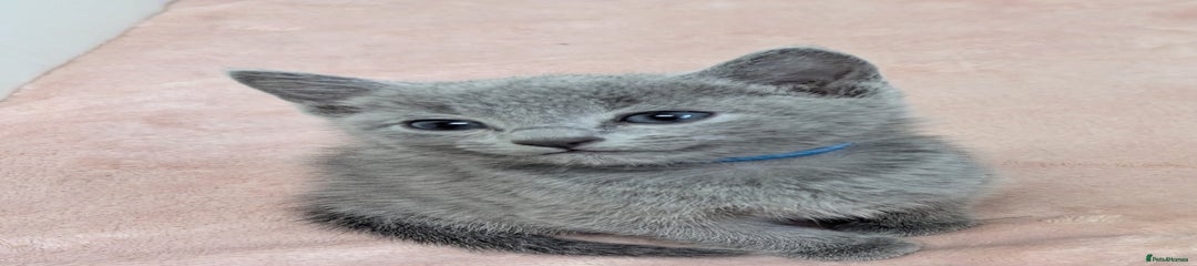Russian Blue Kitten 2