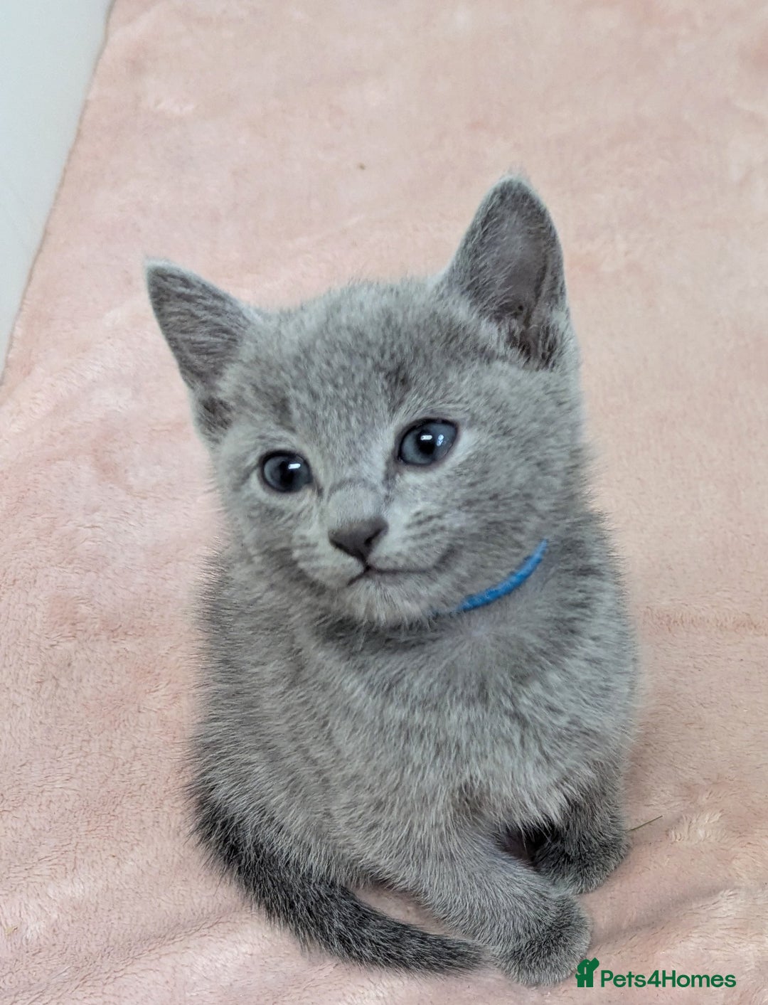Russian Blue cats for sale: TICA Registered Affectionate Kittens - Image 5