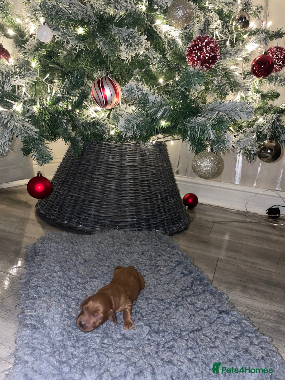 Cockapoo dogs for sale: F1 Cockapoo Puppies  - Advert 13