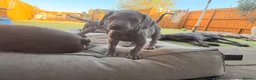 Weimaraner dogs for sale: Beautiful KC reg Weimaraner’s forever homes req - Advert 26