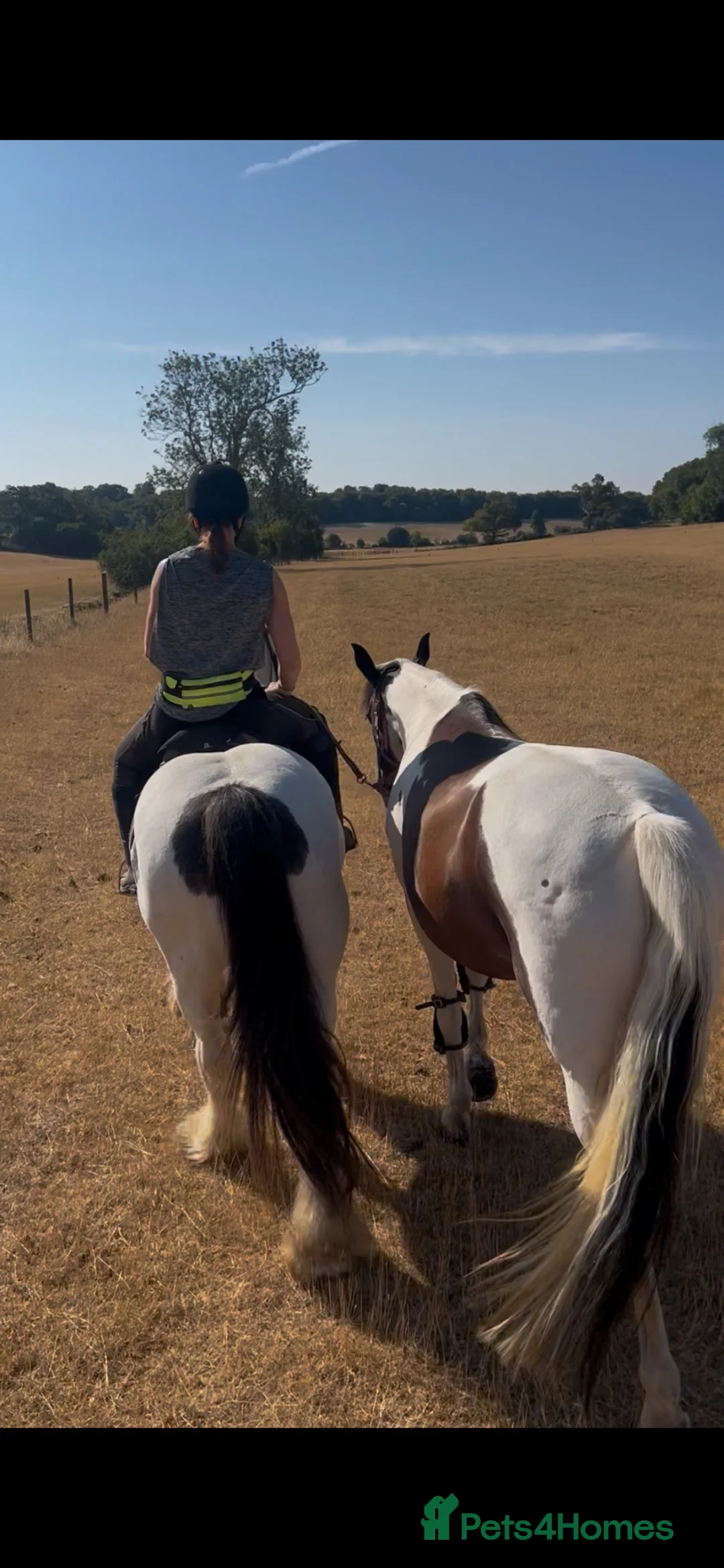 Irish Cob horses for sale: Ride & drive heavy cob  - Advert 2