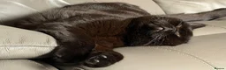 British Shorthair cats for sale: Beautiful Black BSH Kittens £995 GCCF ready 18/9 - Advert 13