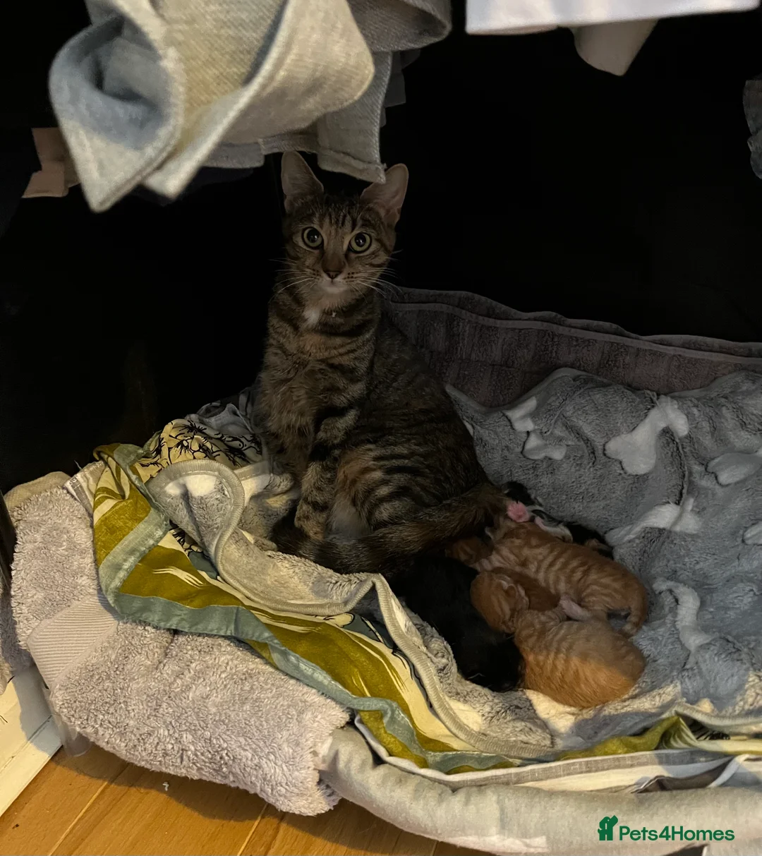Mixed Breed cats for sale: Adorable Tortoiseshell Kitten 🧡 in Bromsgrove - Advert 2