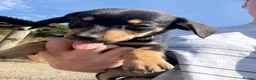 Mixed Breed dogs for sale: Dachshund X border collie - Advert 9