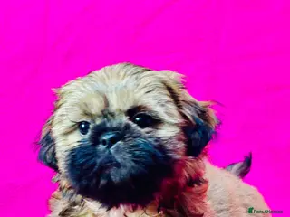 Shih Tzu dogs Adorable KC Reg boy puppy - Advert 3