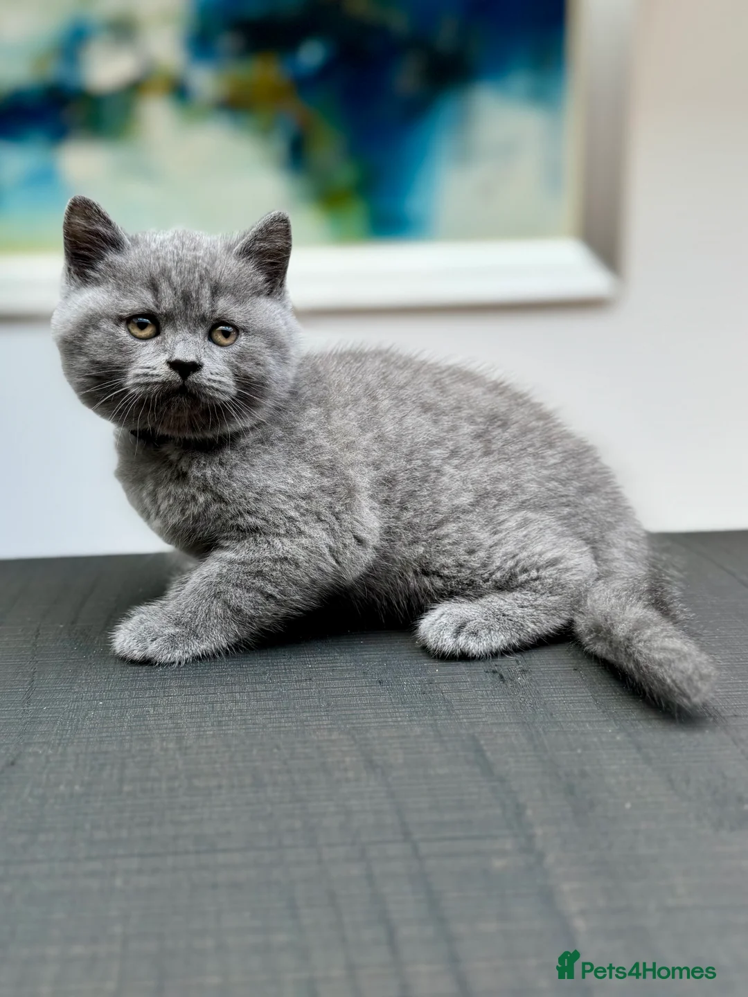 British Shorthair cats for sale: Stunning Pedigree British Shorthair Kittens - Advert 18