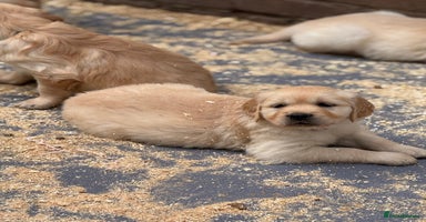 Golden Retriever dogs - Advert 5