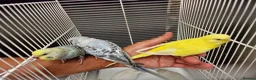 Budgerigars birds for sale: Super silly hand tamed baby budgies  - Advert 6
