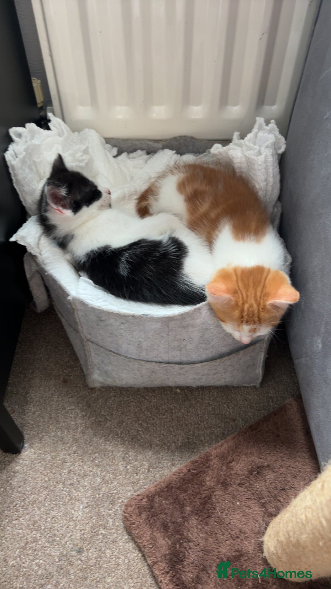 Mixed Breed cats for sale: 4 beautiful kittens  - Image 4