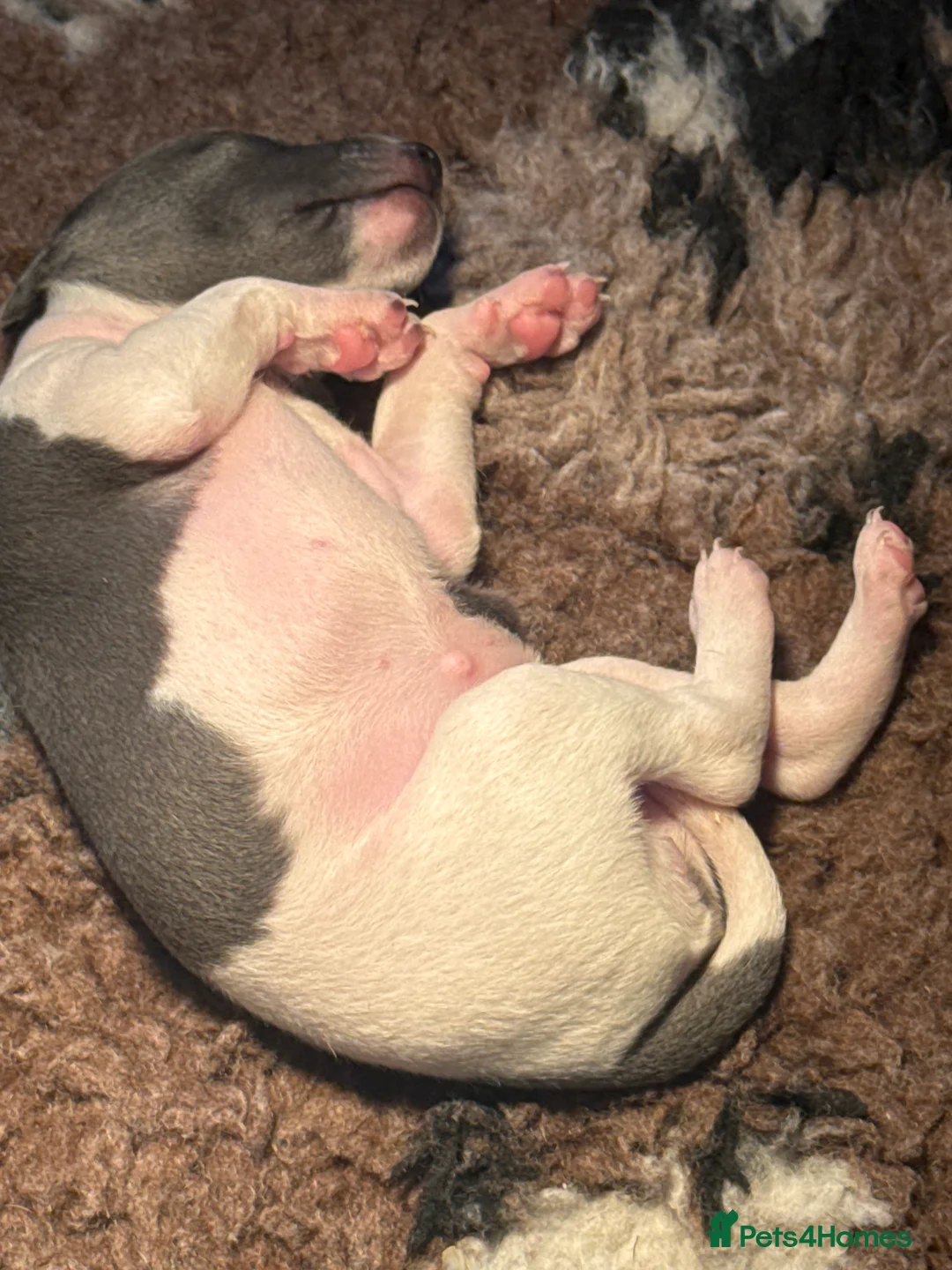 Italian Greyhound dogs for sale: Stunning well bred Italian greyhound  in Melrose - Advert 2