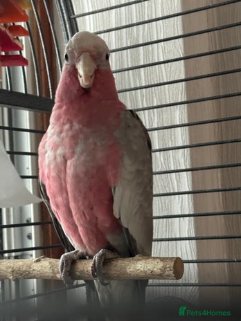 Cockatoo birds - Advert 2