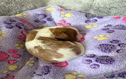 Cavalier King Charles Spaniel dogs for sale: Stunning King Charles Cavalier pups - Image 4