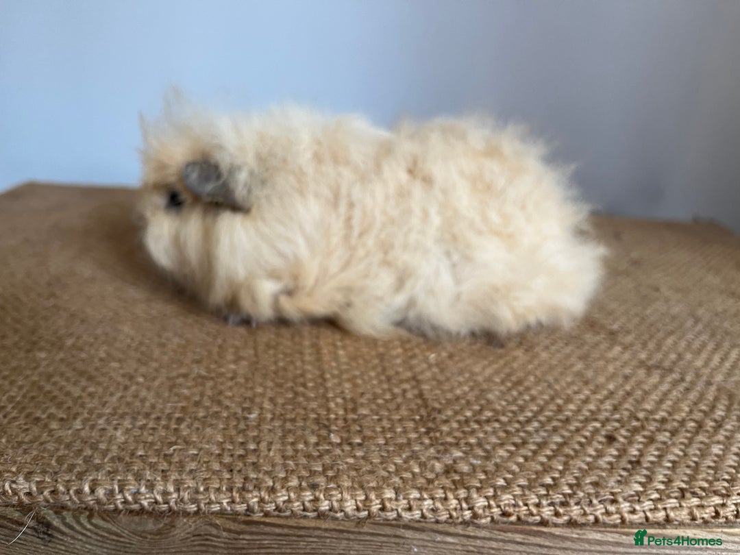 Guinea Pig rodents for sale: Swiss Guineapigs  - Image 1