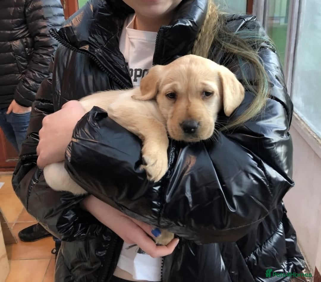 Labrador Retriever dogs for sale: Labrador puppies - Advert 12