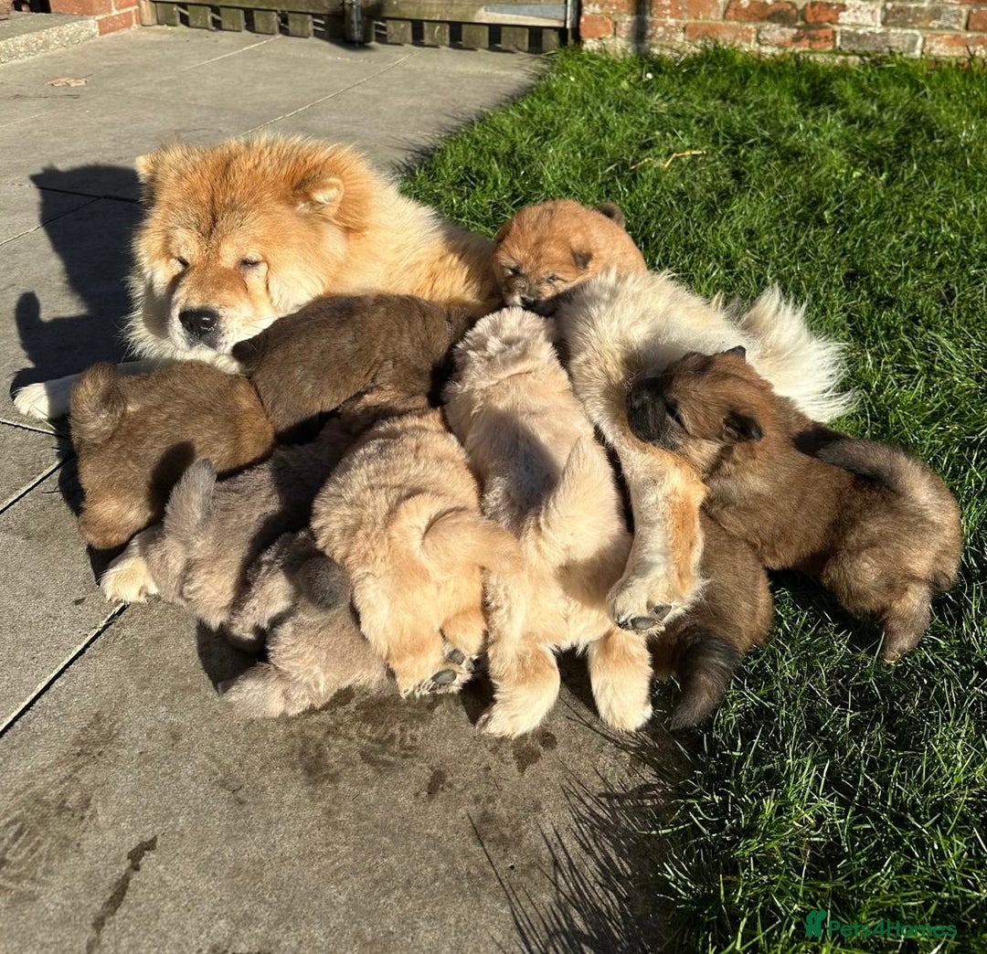 Chow Chow dogs for sale: Gorgeous Chow Chow Puppies Raised in a loving Home - Advert 14