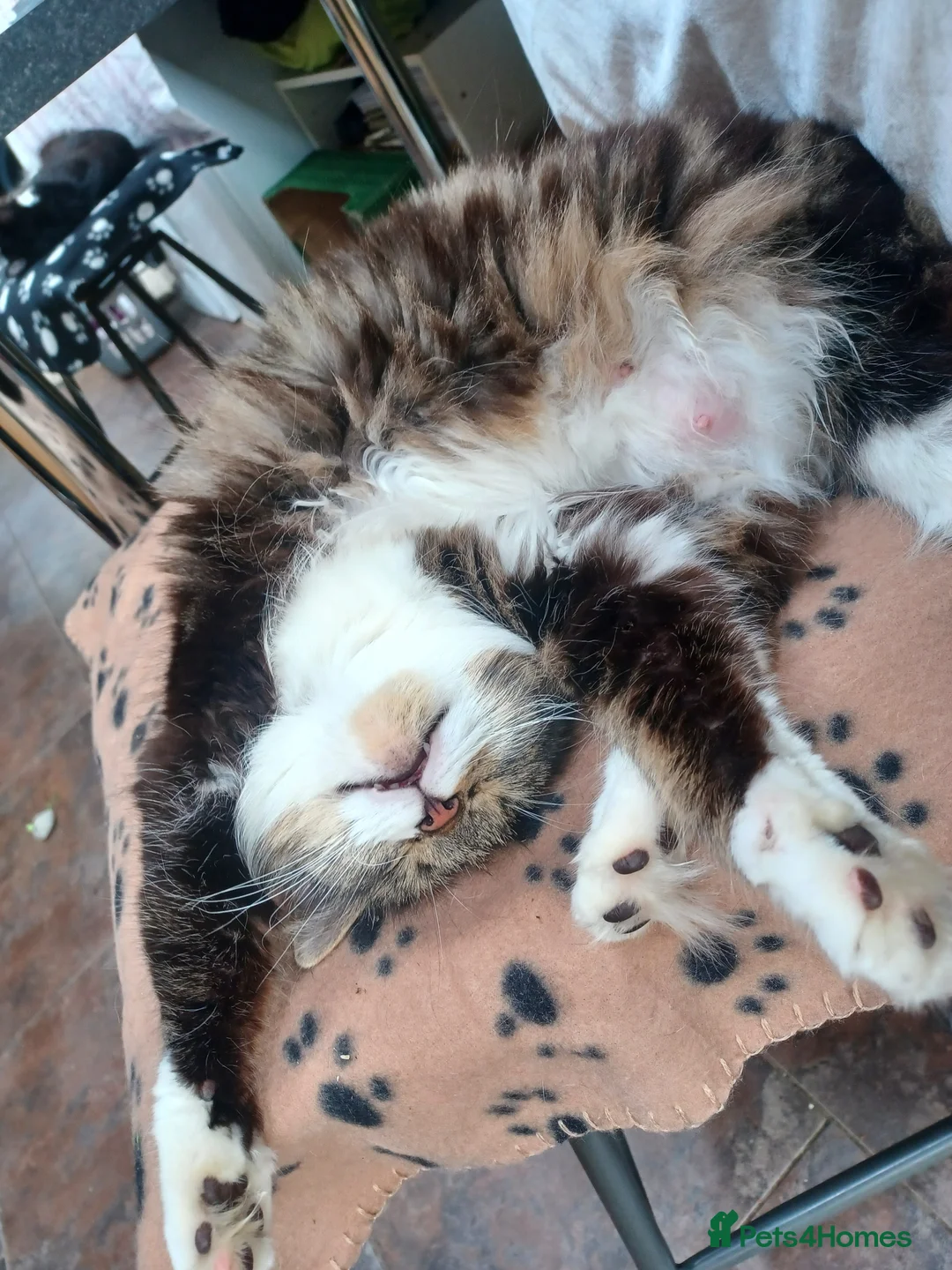 Mixed Breed cats for sale: Playful loveable kittens - Advert 2
