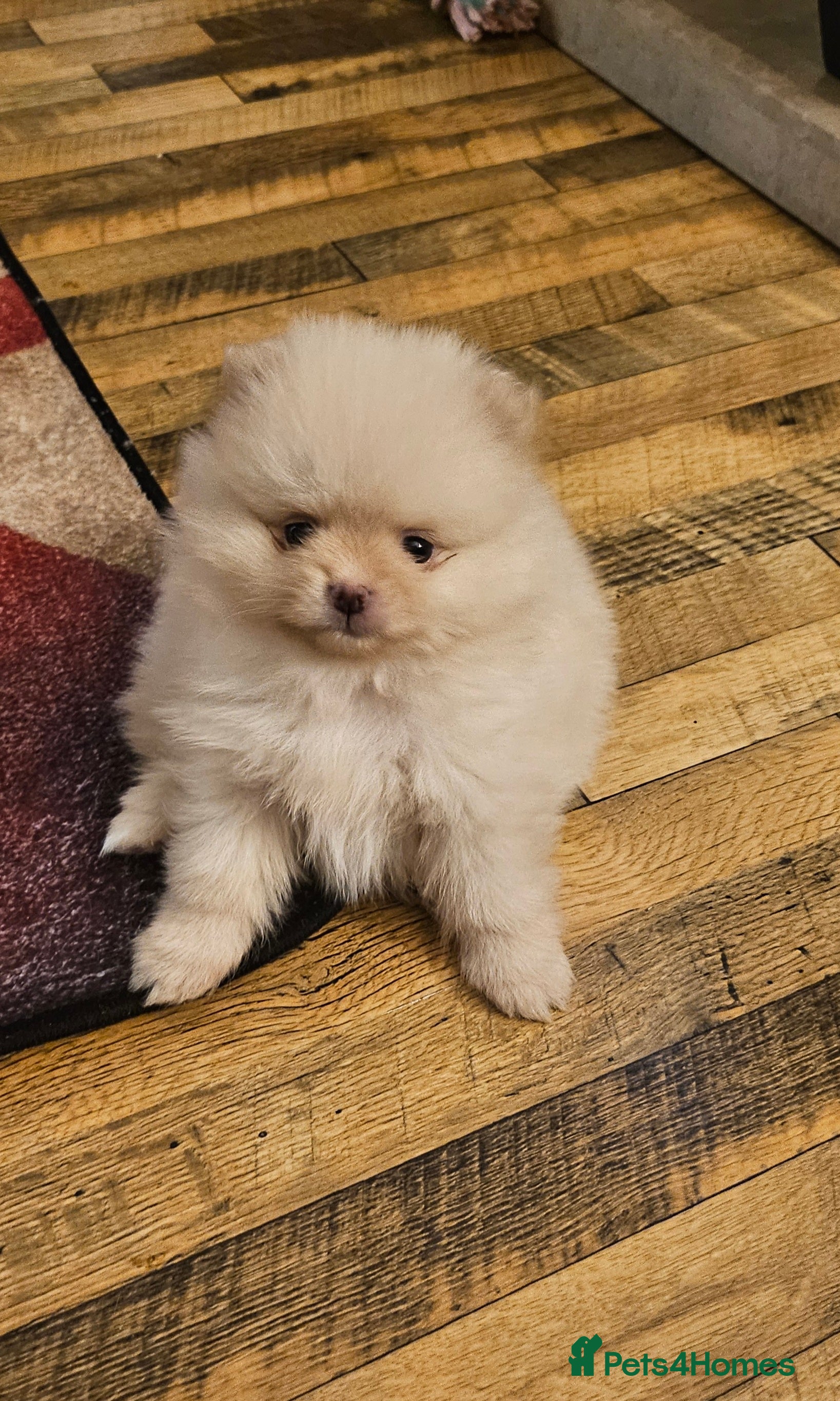 Pomeranian dogs 4 outstanding quality bear pomeranian puppies - Advert 17