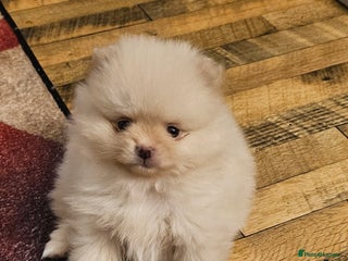 Pomeranian dogs 4 outstanding quality bear pomeranian puppies - Advert 17