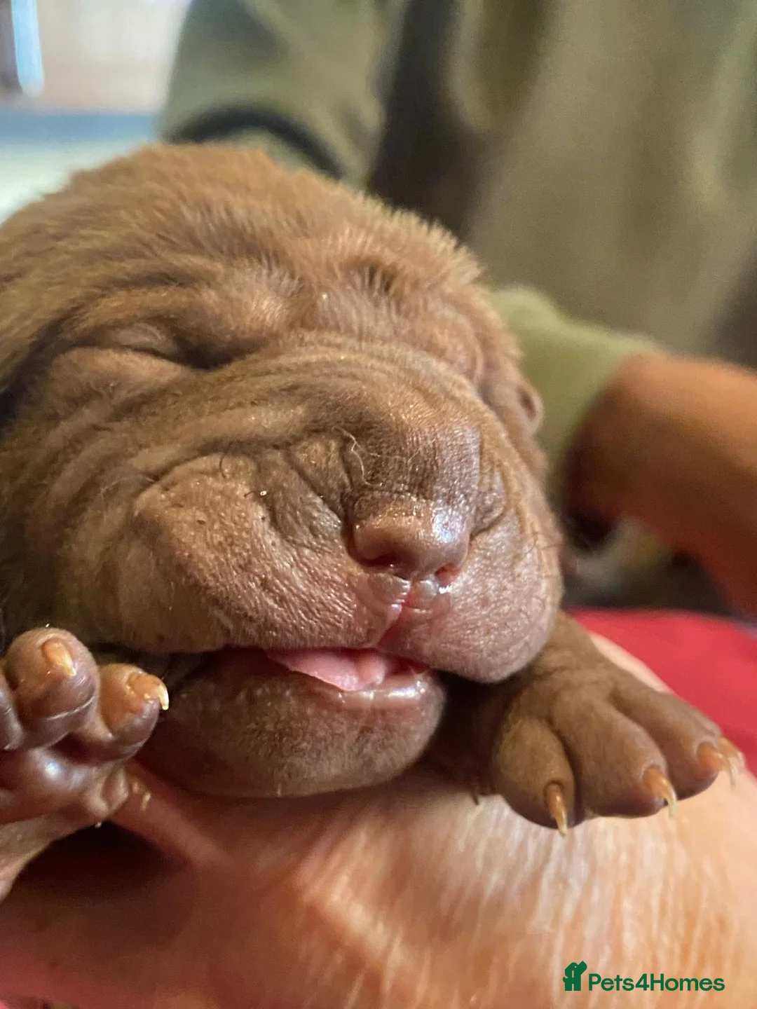 Shar Pei dogs for sale: 5 girls and one boy - Advert 14