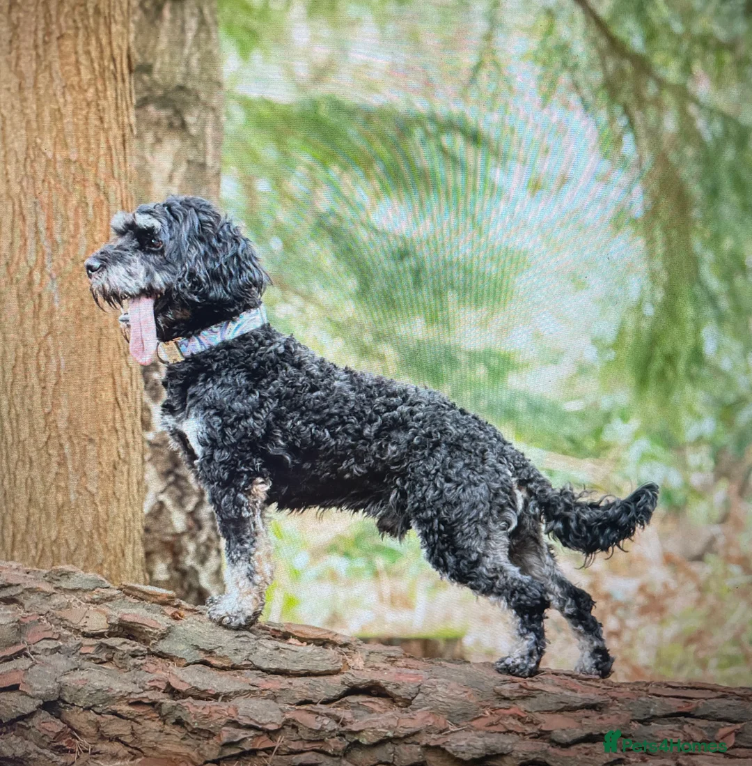 Cockapoo dogs for stud: F1 tri coloured phantom cockapoo for stud in Bournemouth - Advert 13