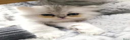 Persian cats for sale: 3 Pure Persian Chinchilla Kittens  - Advert 17