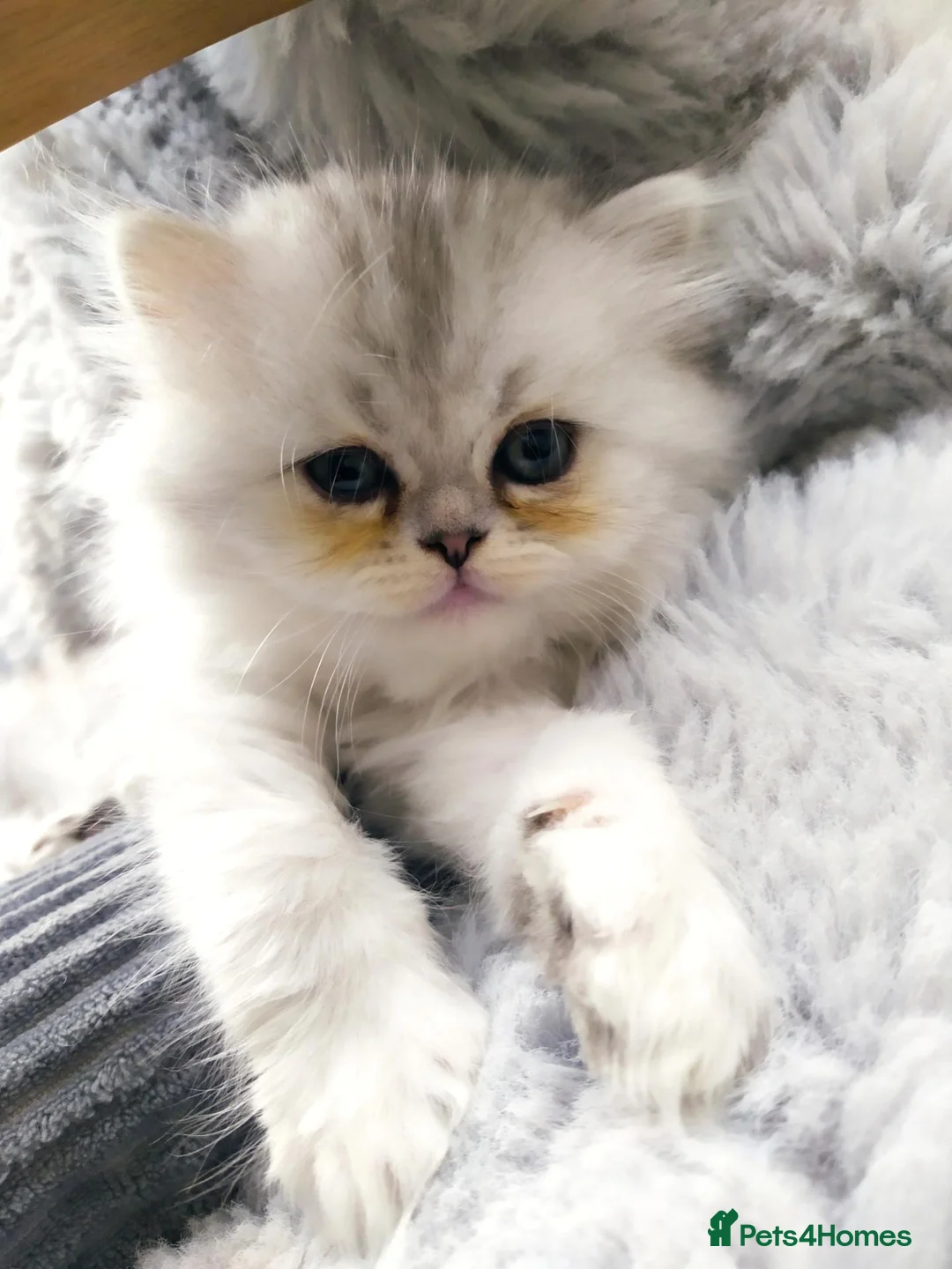 Persian cats for sale: 3 Pure Persian Chinchilla Kittens  - Advert 17