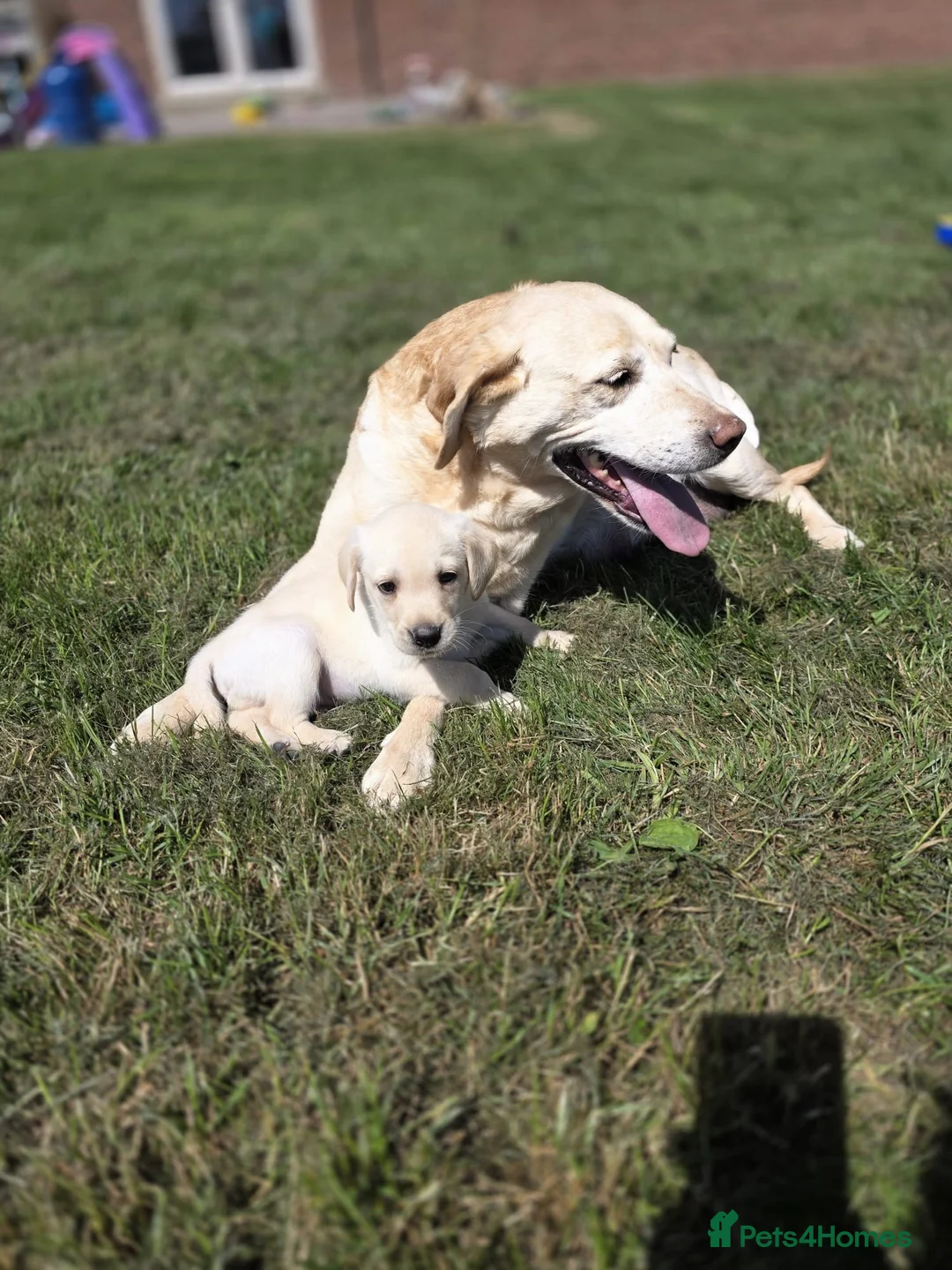 Labrador Retriever dogs for sale: Gorgeous mixed litter of golden Labrador puppies  - Advert 2