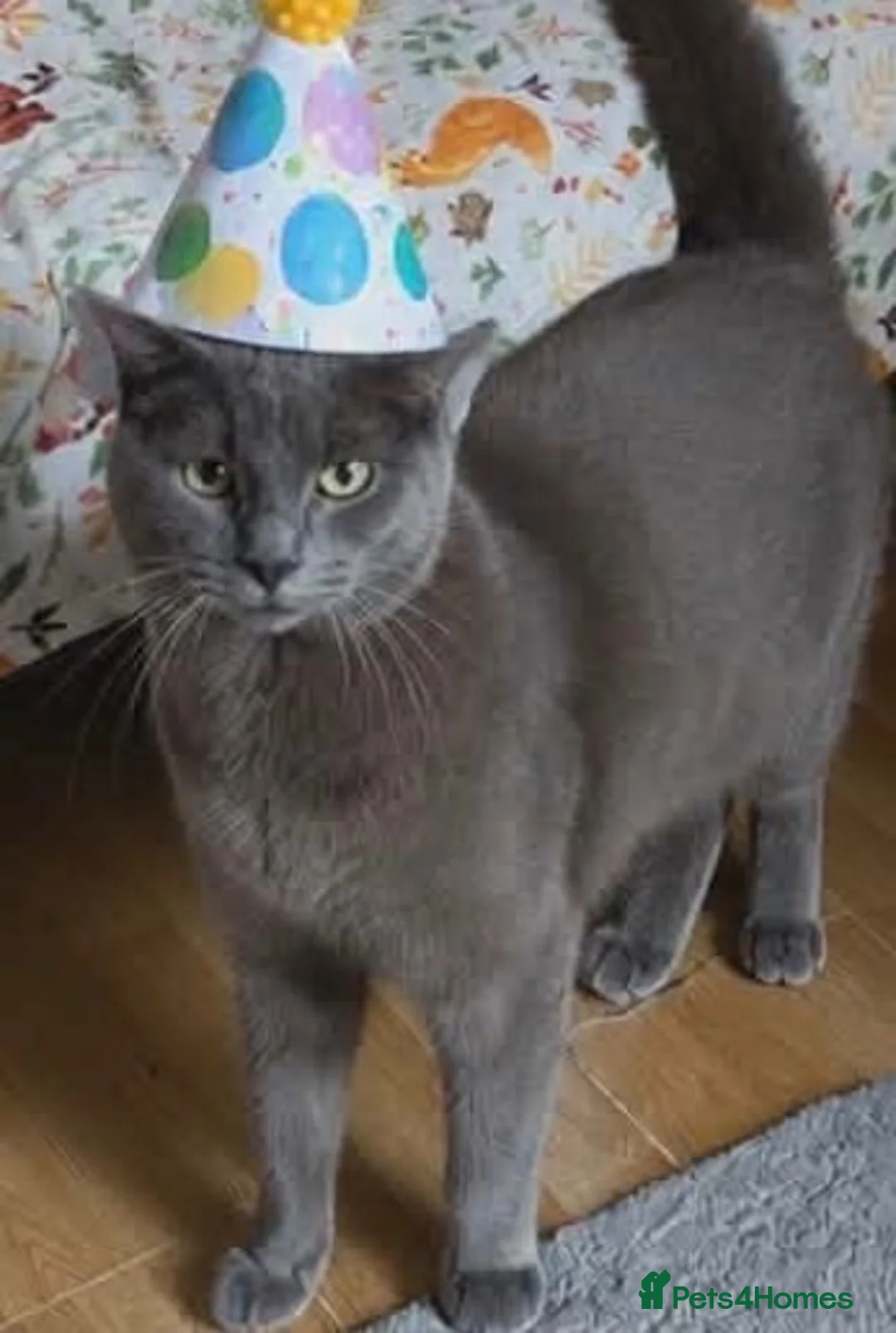 Russian Blue cats for sale: Please read description  - Advert 2