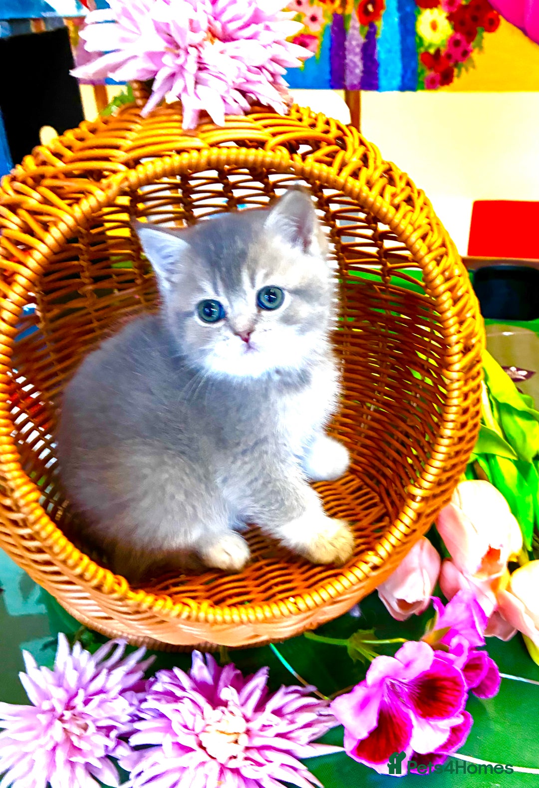 Scottish Fold cats for sale: 5 Scottish Fold Kittens for sale - Advert 7