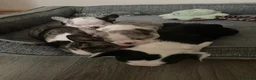 Mixed Breed dogs for sale: Frenchton’s . Boston X frenchie. - Advert 3