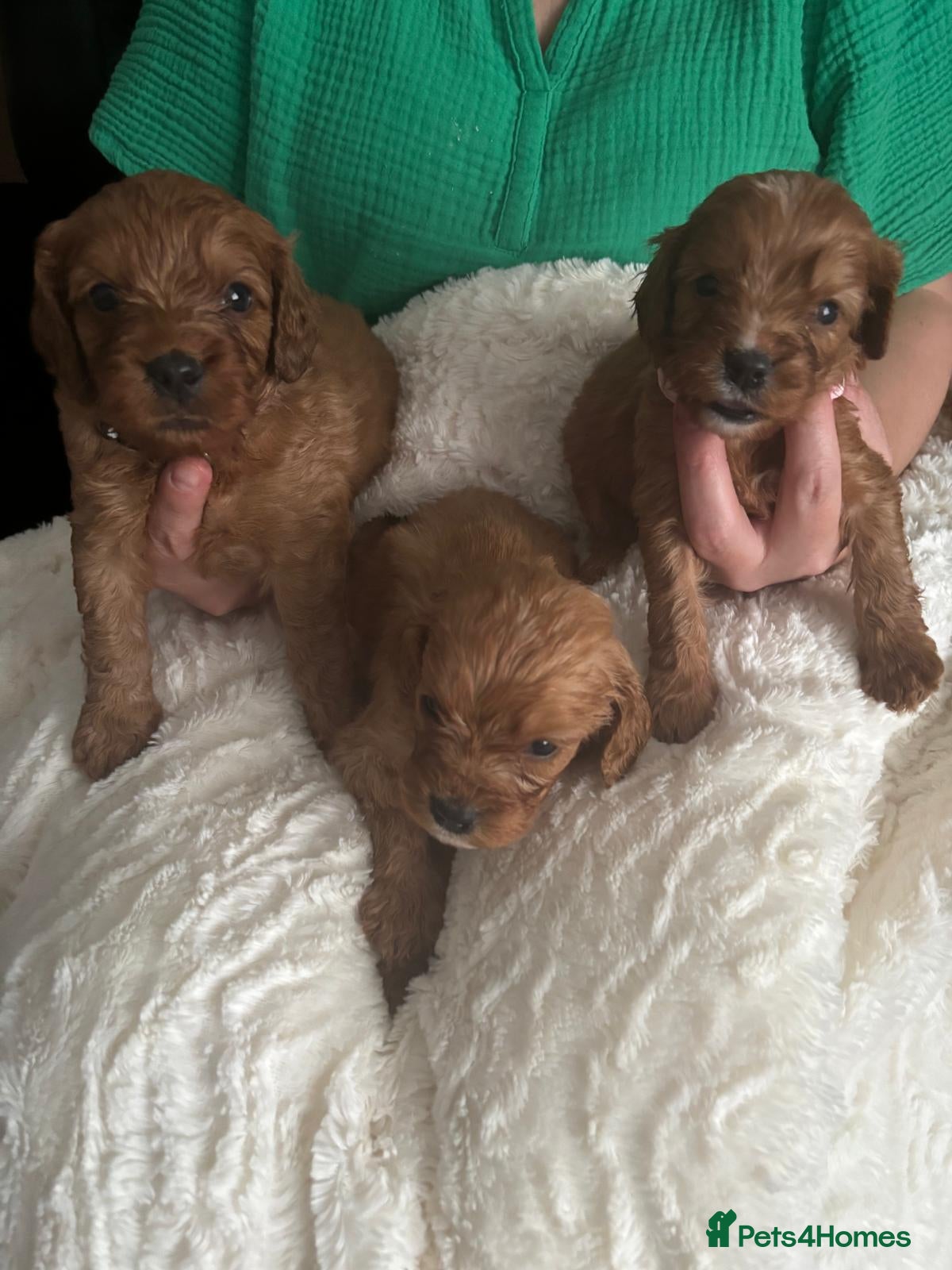 Cavapoo dogs Health tested parents of this beautiful litter  - Advert 7