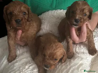Cavapoo dogs Health tested parents of this beautiful litter - Advert 7