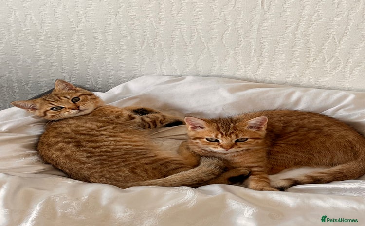 British Shorthair cats - Advert 13