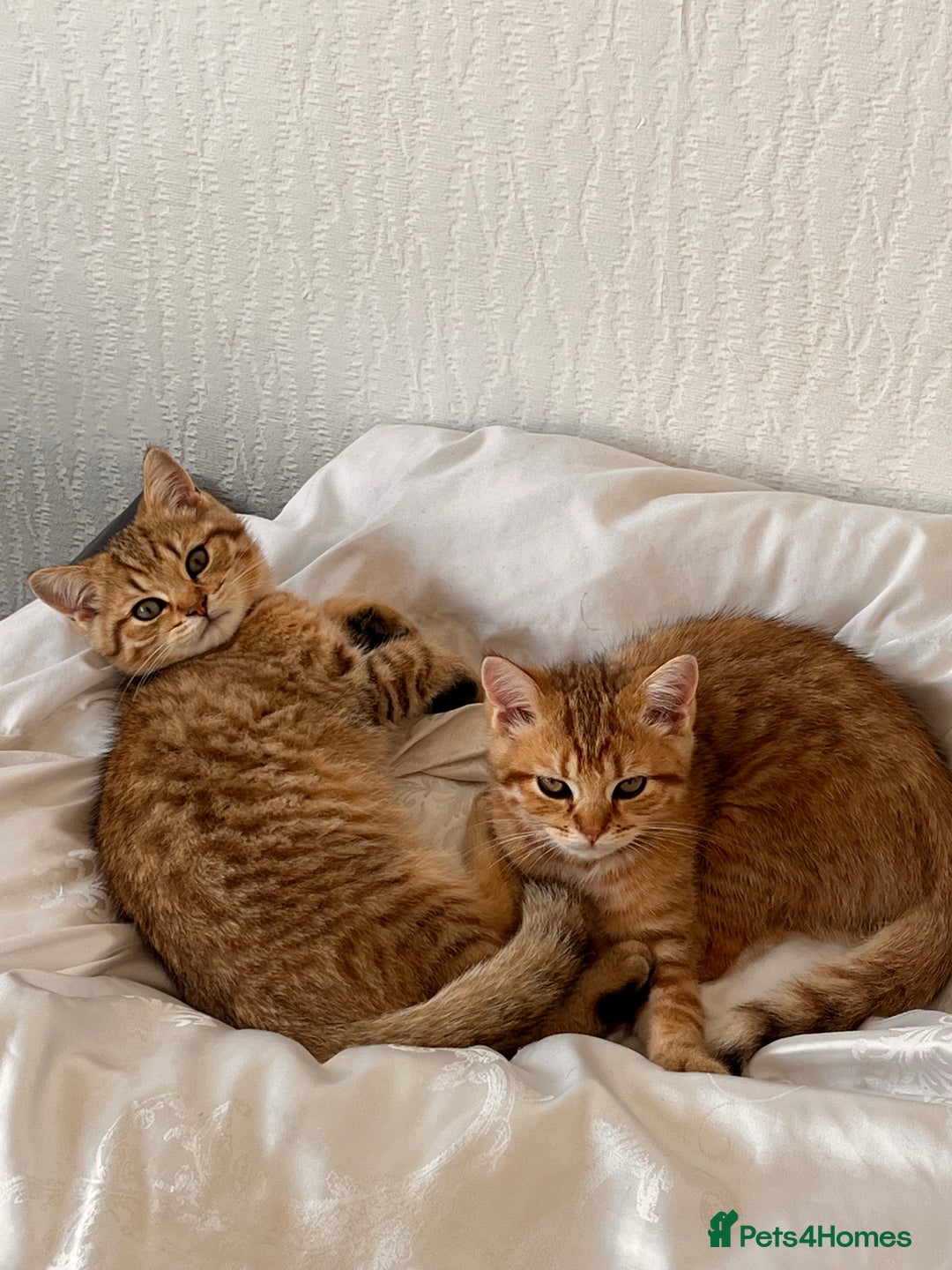 British Shorthair cats for sale: Golden bsh black tip  - Image 1