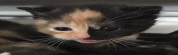 British Shorthair cats for sale: Adorable kittens girls and boys available  - Advert 31
